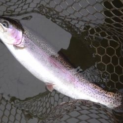 大安トラウトレイク 釣果